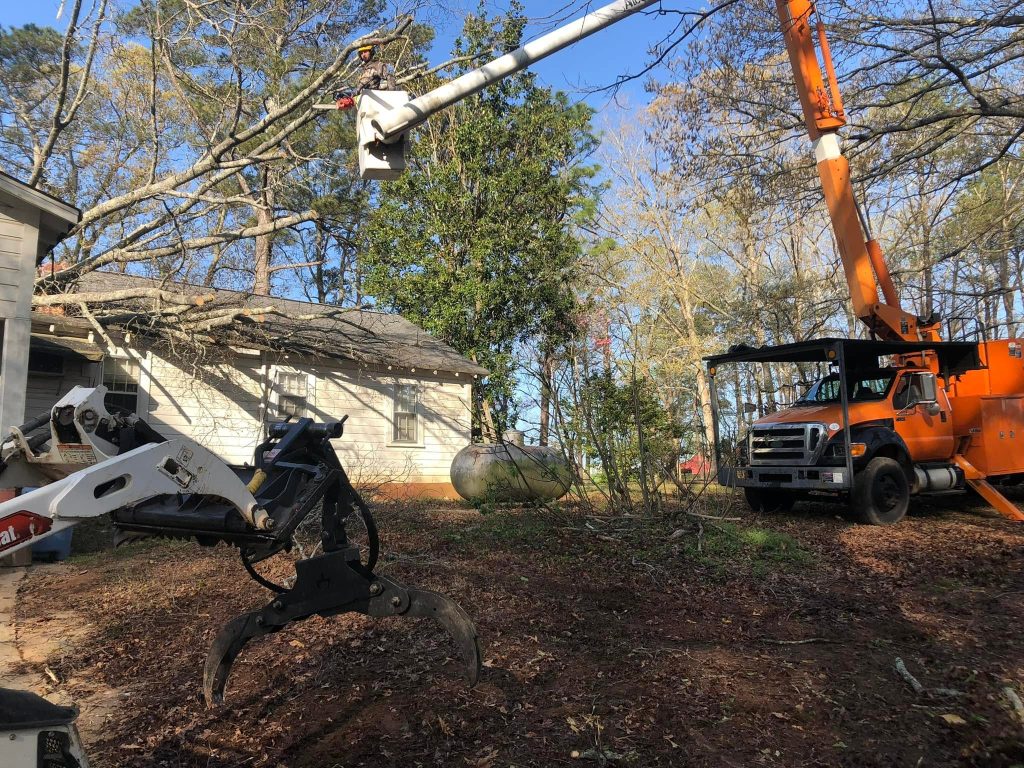 The Best Time of Year to Prune Trees in Georgia